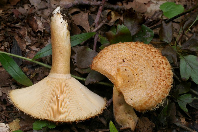 Lactarius mairei